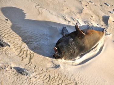 sea lion thumb