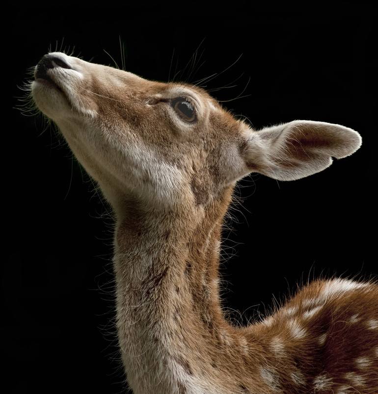 Print of Animal Photography by ferrara claude