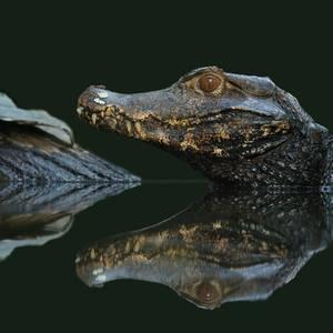 caimans