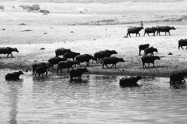 Water buffaloes crossing a river - Limited Edition 1 of 5 thumb