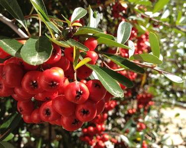 Vermillion Berry thumb