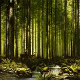 Forest stream (SOLD) by Alexey Golovin