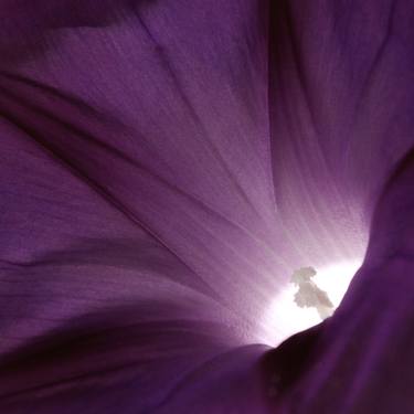 Print of Abstract Nature Photography by Geoff Dunlop