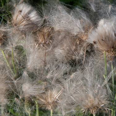 Print of Abstract Nature Photography by Geoff Dunlop