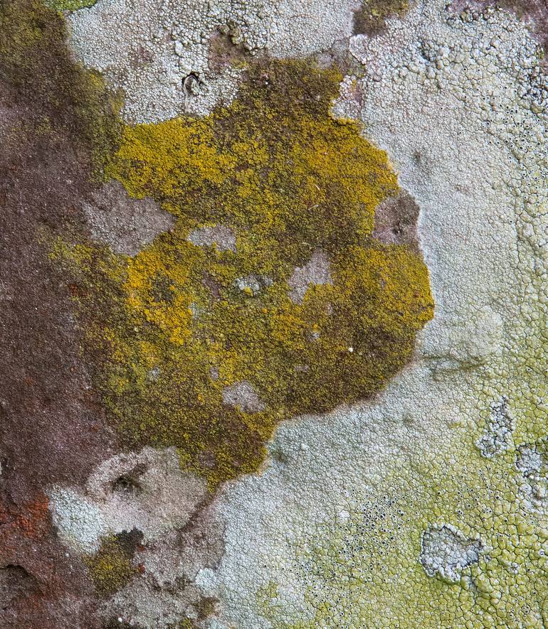 Original Abstract Nature Photography by Geoff Dunlop