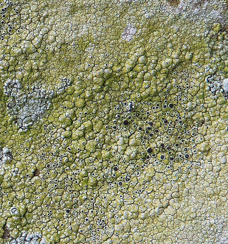 Original Abstract Nature Photography by Geoff Dunlop