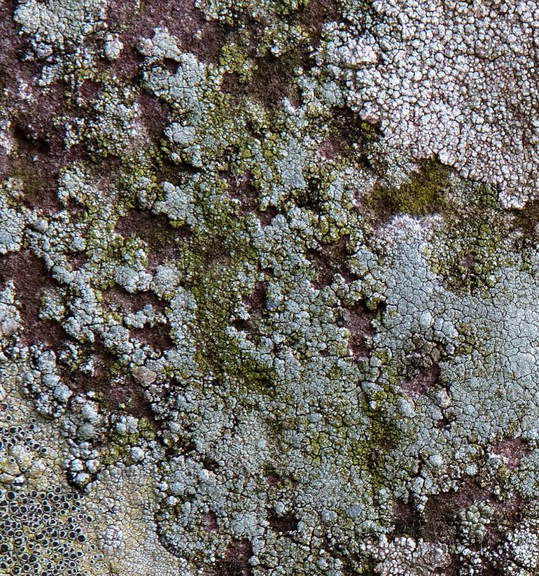Original Abstract Nature Photography by Geoff Dunlop