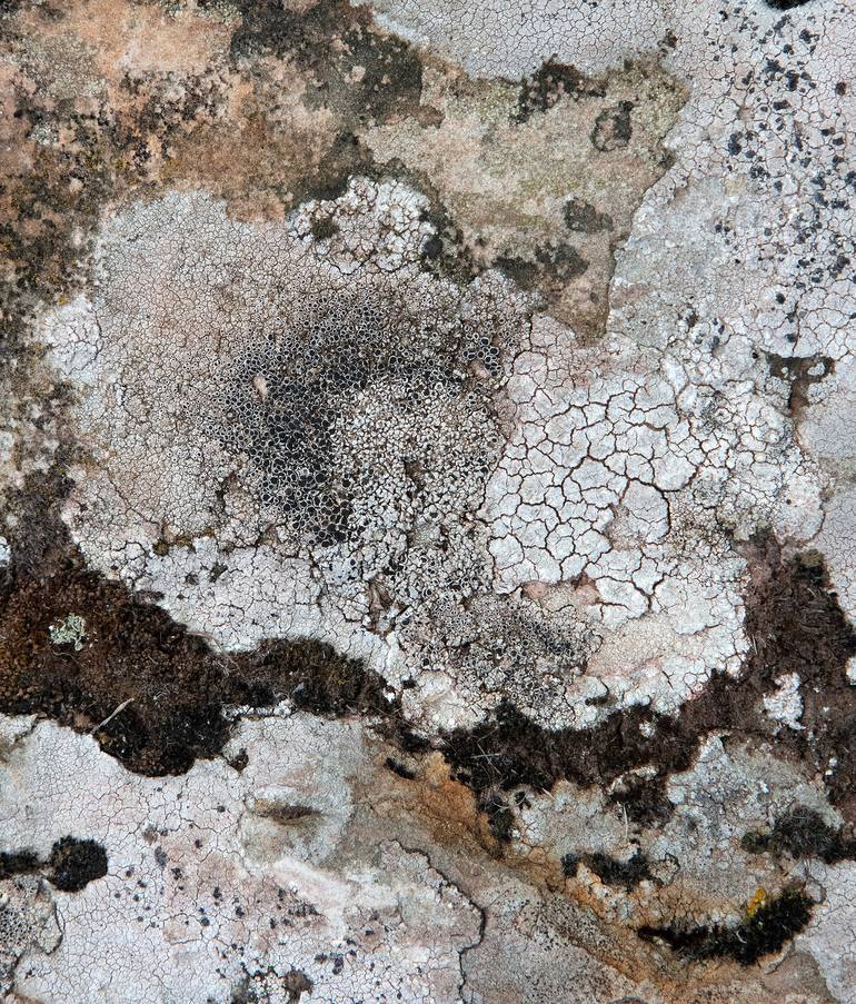 Original Other Abstract Photography by Geoff Dunlop