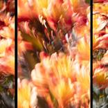 Qi Kew triptych 1180 - Limited Edition of 5 by Geoff Dunlop