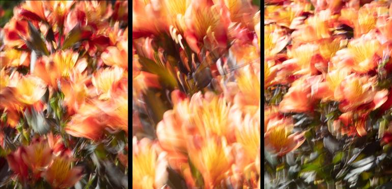 Original Abstract Nature Photography by Geoff Dunlop