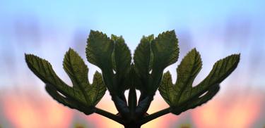 Print of Conceptual Floral Photography by Frédéric Neveur