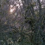 Through the thicket by Collin Avery