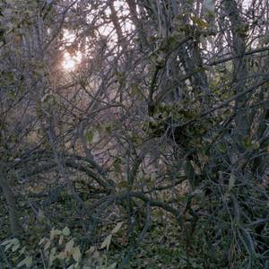 Through the thicket