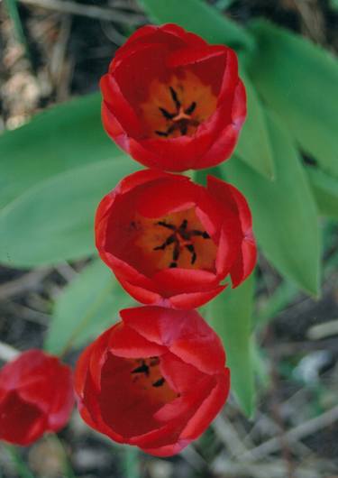 Red Tulips thumb