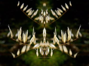 Original Abstract Nature Photography by Gisele Andre