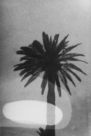 palm tree I thumb