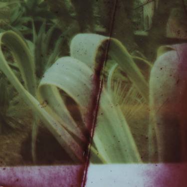 Original Documentary Botanic Photography by julie calbert