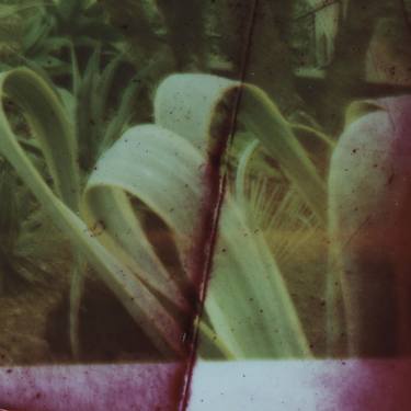 Original Contemporary Botanic Photography by julie calbert