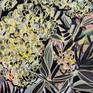 Euphorbia detail