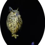 Collection Nature, Magic, and Portraiture; Inspired by Frida Kahlo