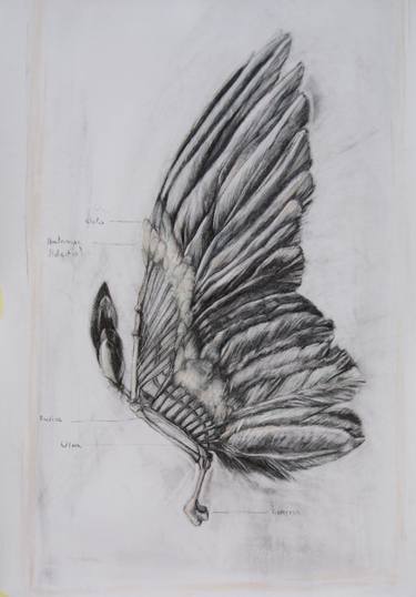 Original Expressionism Animal Drawings by Valentina Ferrarese Art