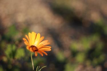 Desert Wildflower thumb