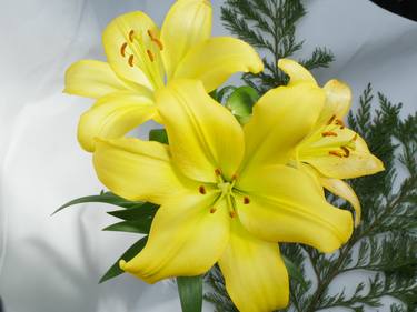 Yellow Lilies 3 thumb