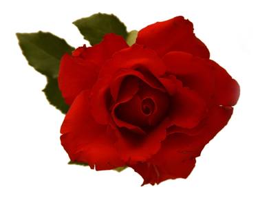 Red rose - Limited Edition of 150 thumb