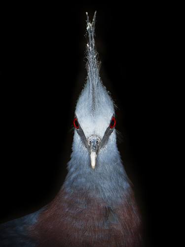 Victoria Crowned Pigeon (Goura victoria) thumb