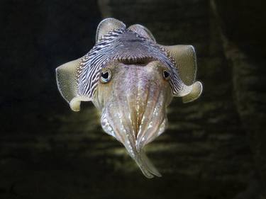Common cuttlefish (Sepia officinalis) thumb