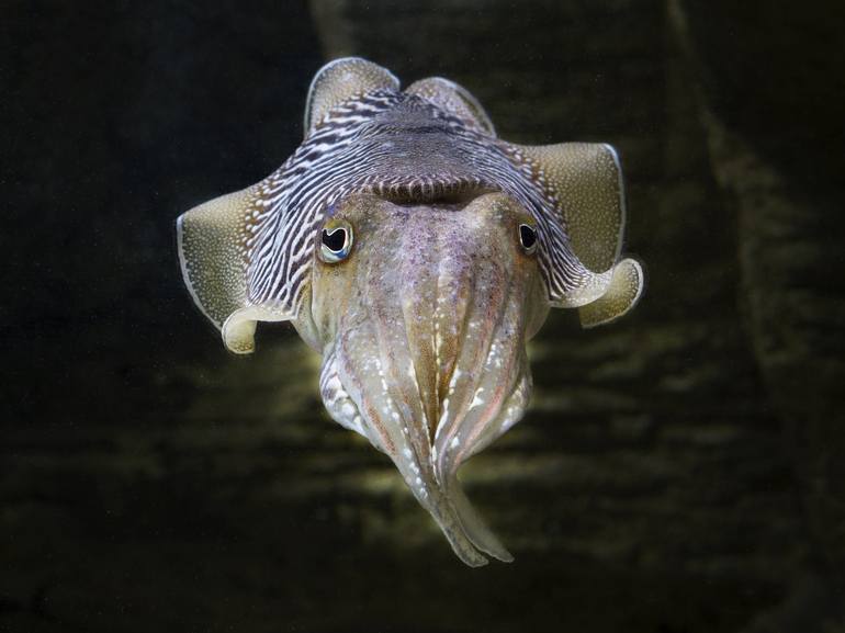 Common cuttlefish (Sepia officinalis) Photography by Andy Mackay