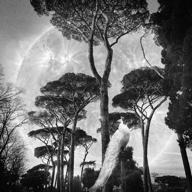 Original Black & White Garden Photography by MILAN ZULIC