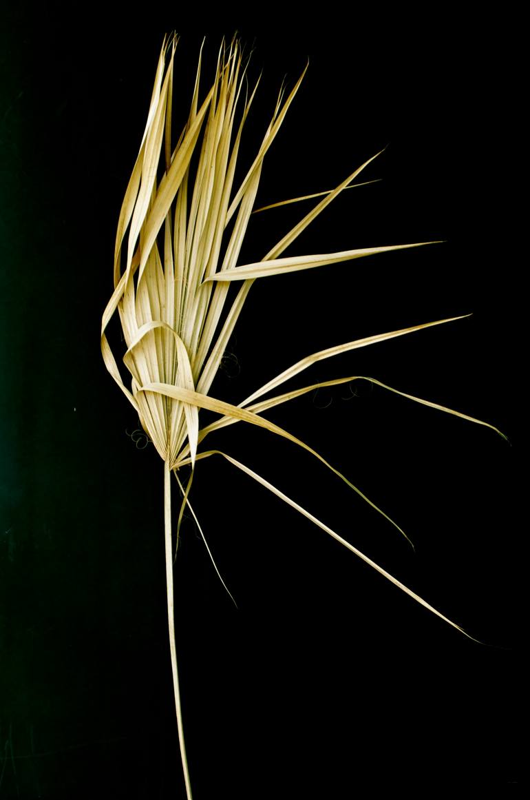 palm frond Photography by Shawn Baker Saatchi Art