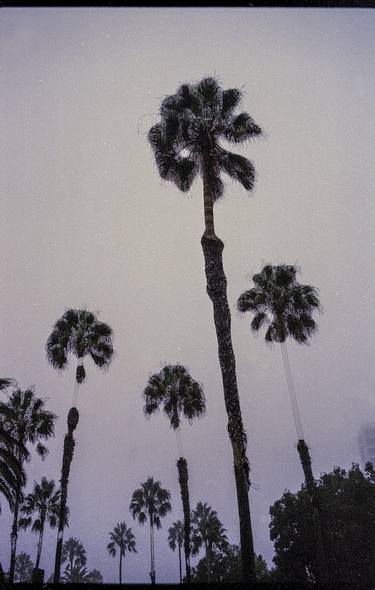 Mourning Palms, portrait - Limited Edition of 20 thumb