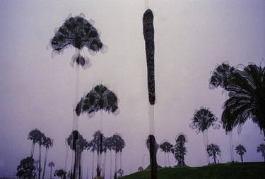 Mourning Palms, landscape - Limited Edition of 20 thumb