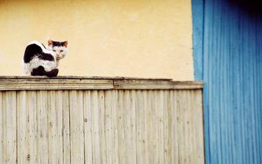 Cat On A Fence thumb