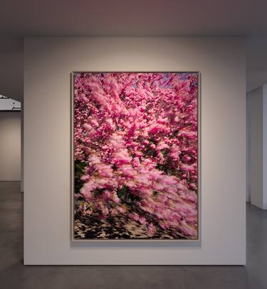 Cherry blossom in Blooklyn - Limited Edition of 8 thumb