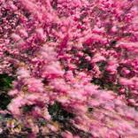 Cherry blossom in Blooklyn - Limited Edition of 8 - medium size by Giuseppe Lo Schiavo