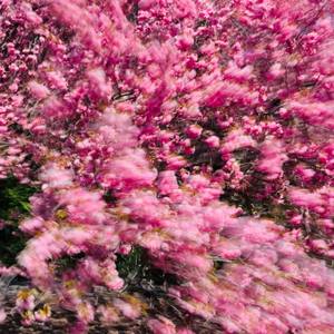 Cherry blossom in Blooklyn - Limited Edition of 8 - medium size