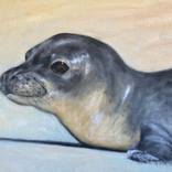 Hawaiian Monk Seal by Lisa Shiroma