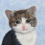 Sad Cat by Lisa Shiroma