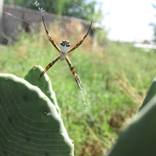 Araña by Sheila Saffe