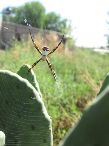 Araña thumb