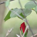 flower red by Sheila Saffe