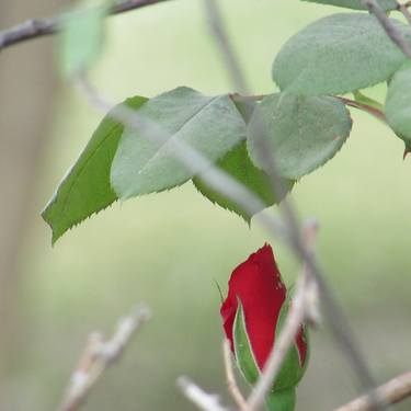 flower red thumb