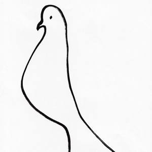 Collection Pigeon (Dove)