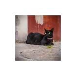 Black cat - Limited Edition of 10 by Damir Sirola
