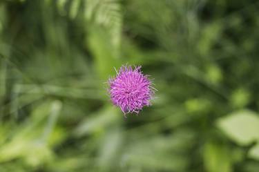 Original Fine Art Floral Photography by Stephan Loeber-Bottero