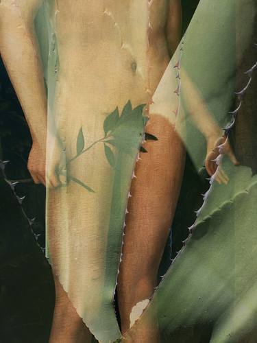 Aloe Series #5 (confronting ancient art and nature) thumb