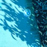 Bubble Leaves Blue by Lee Zasloff